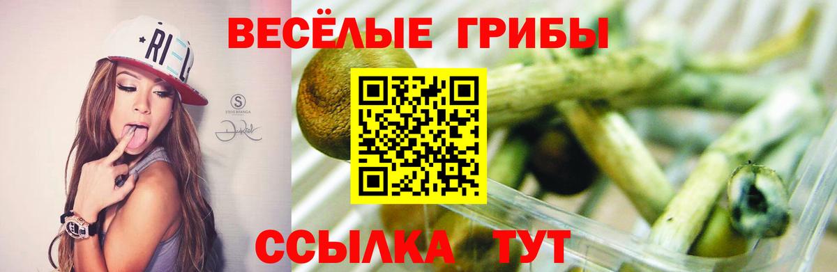 Смоленск  Псилоцибиновые грибы Psilocybe  Вход с VPN 
